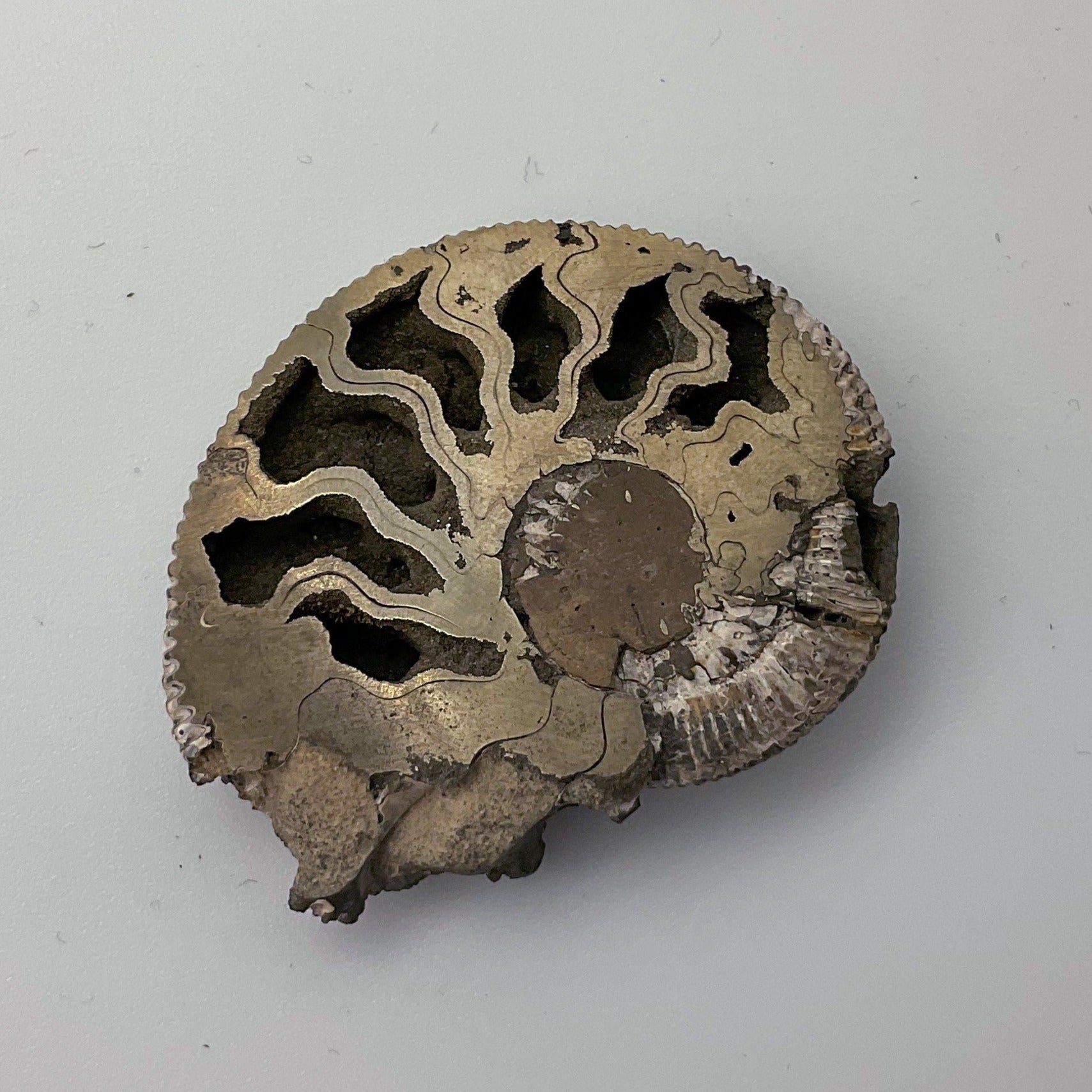 Pyritized Ammonite Half Specimen