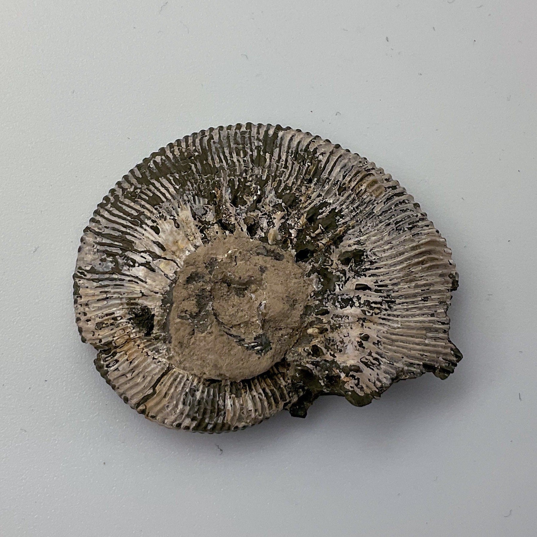 Pyritized Ammonite Half Specimen